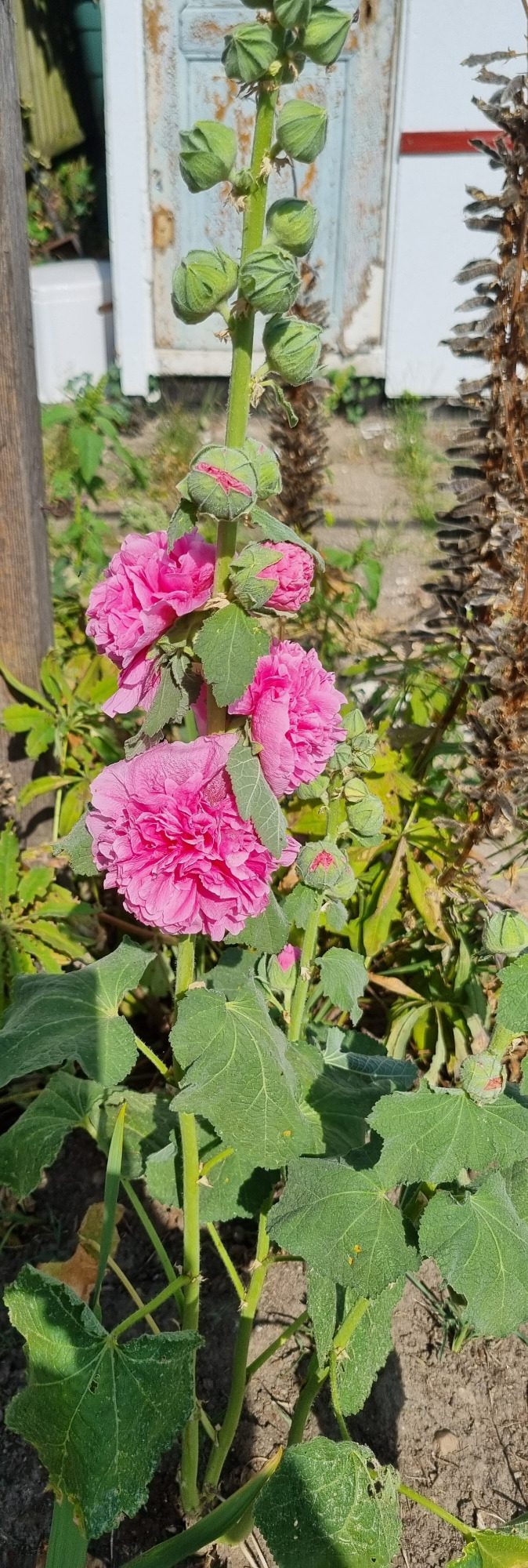 Pfingstrose, rosa