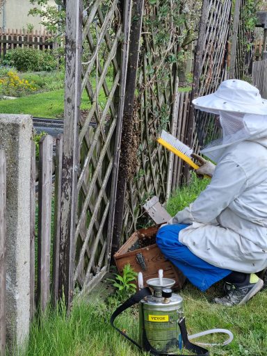 das Volk mit Bienenkönigin wird gesichert